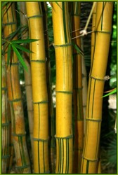 bamboo4site.jpeg